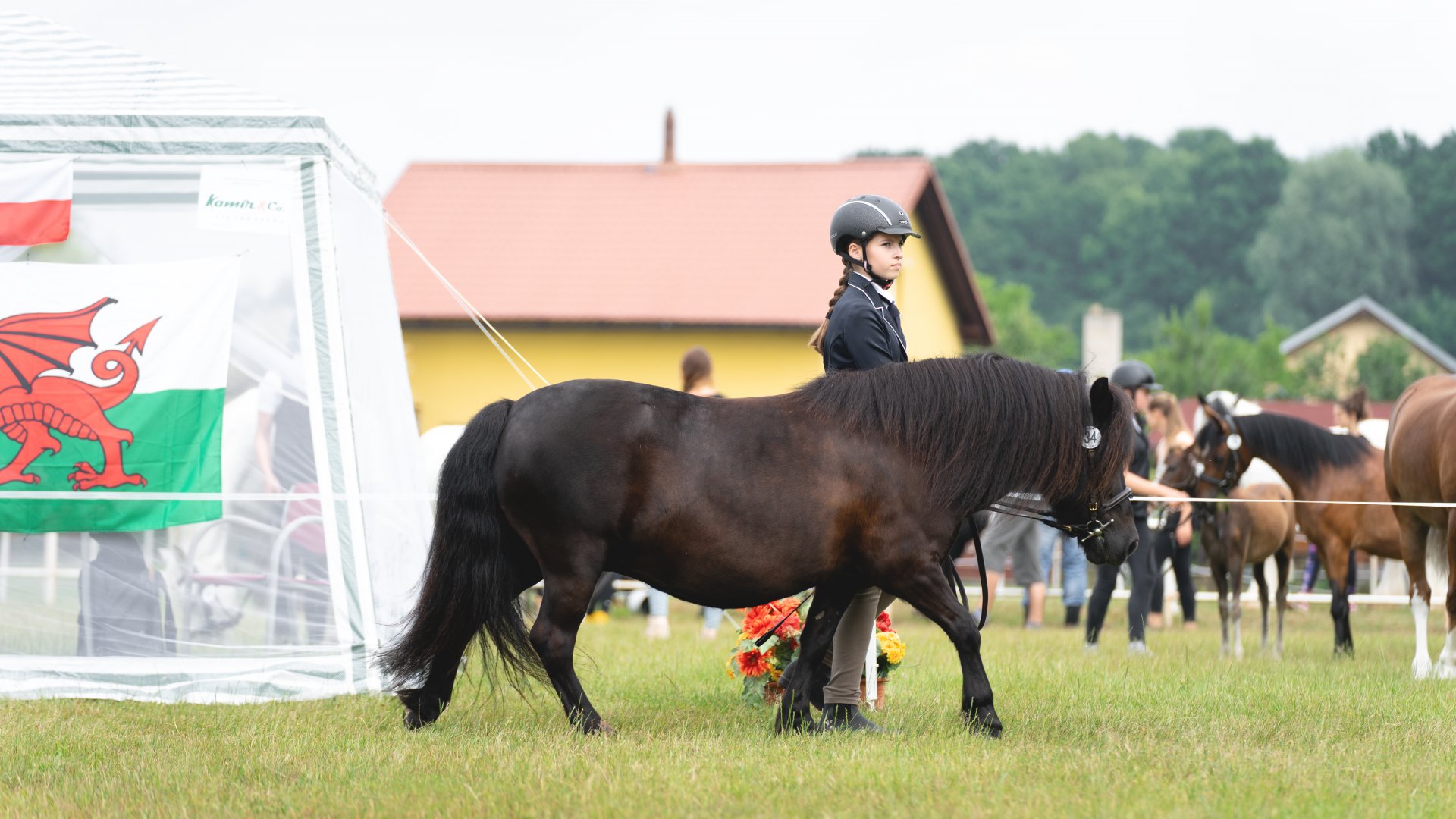 Klisna Dailey v.d.Olle Dijck je výbornou partnerkou pro mladé vystavovatele. Na fotografii je vedená Nelou Mikulenkovou