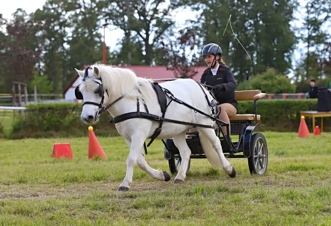 Vozatajství se věnují i juniorky docházející k nám do klubu.  Barbora Krůpová s bílým valachem Lille Rosendals Magic 