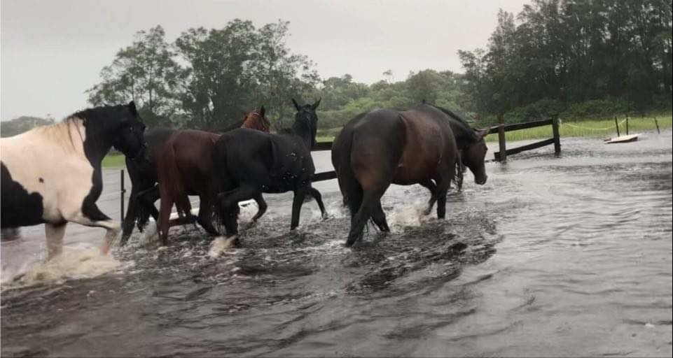 Zdroj: https://www.portstephensexaminer.com.au/story/7176204/im-crying-out-for-your-help-horse-sanctuarys-plea-for-emergency-donations/