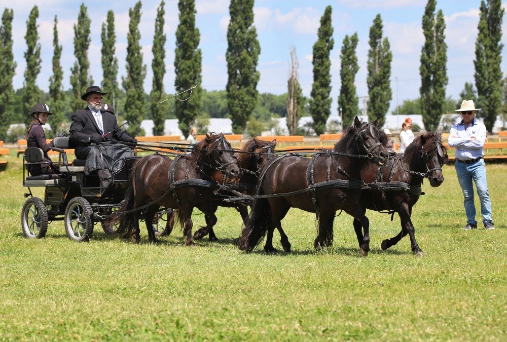 DR VICESP. - Pavel Bejček - Phar Lap Domino, Amalka z Maleho udoli, Gola, Gety 