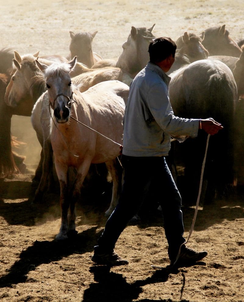 Mongolský honák koní. Region Khomiin Tal, Mongolsko