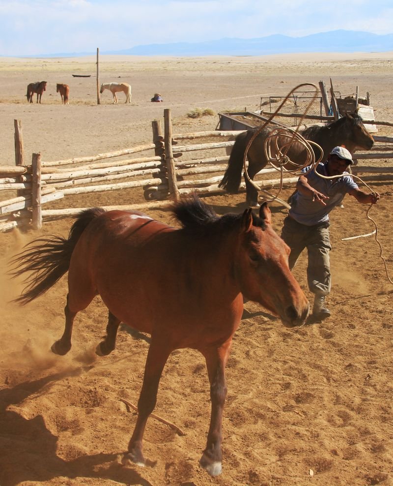 Mongolský honák koní. Region Khomiin Tal, Mongolsko