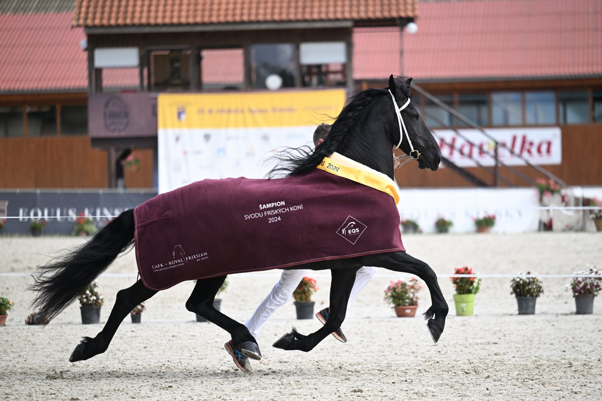 Letošní šampionkou svodu fríských koní se stala 11letá Schoutje fan de Heamar po Stendert 447 