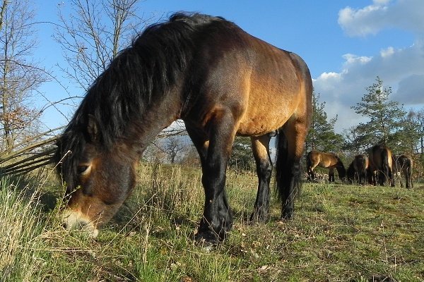 Exmoorští poníci na havranické pastvině