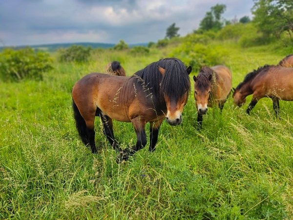 Skupinka exmoorských koní na stávající pastvině "Staré vinice" v Havraníkách