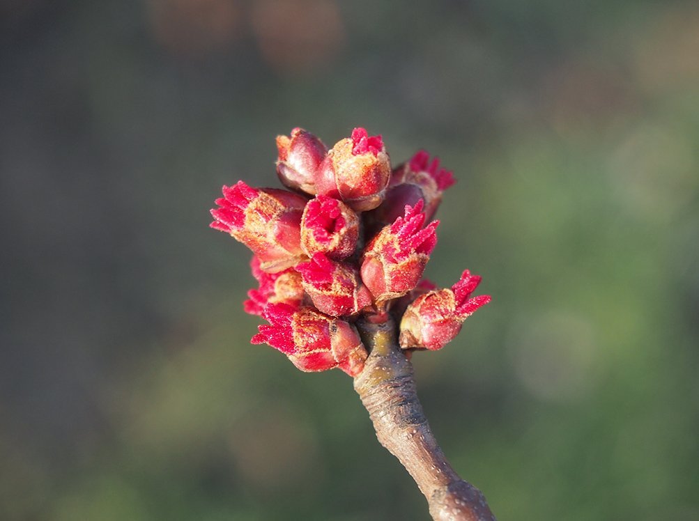 Javor stříbrný, Acer saccharinum. Pestíkové květy jsou široce zvonkovité, se dvěma rozdvojenými bliznami