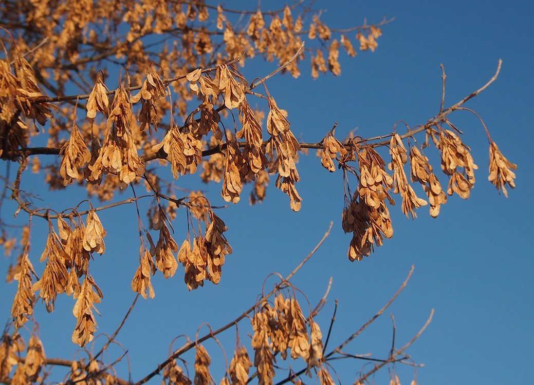 Javor jasanolistý (javorovec jasanolistý), Acer negundo ( Negundo aceroides). Strom produkuje obrovské množství plodů, které zůstávají viset na stromech přes zimu