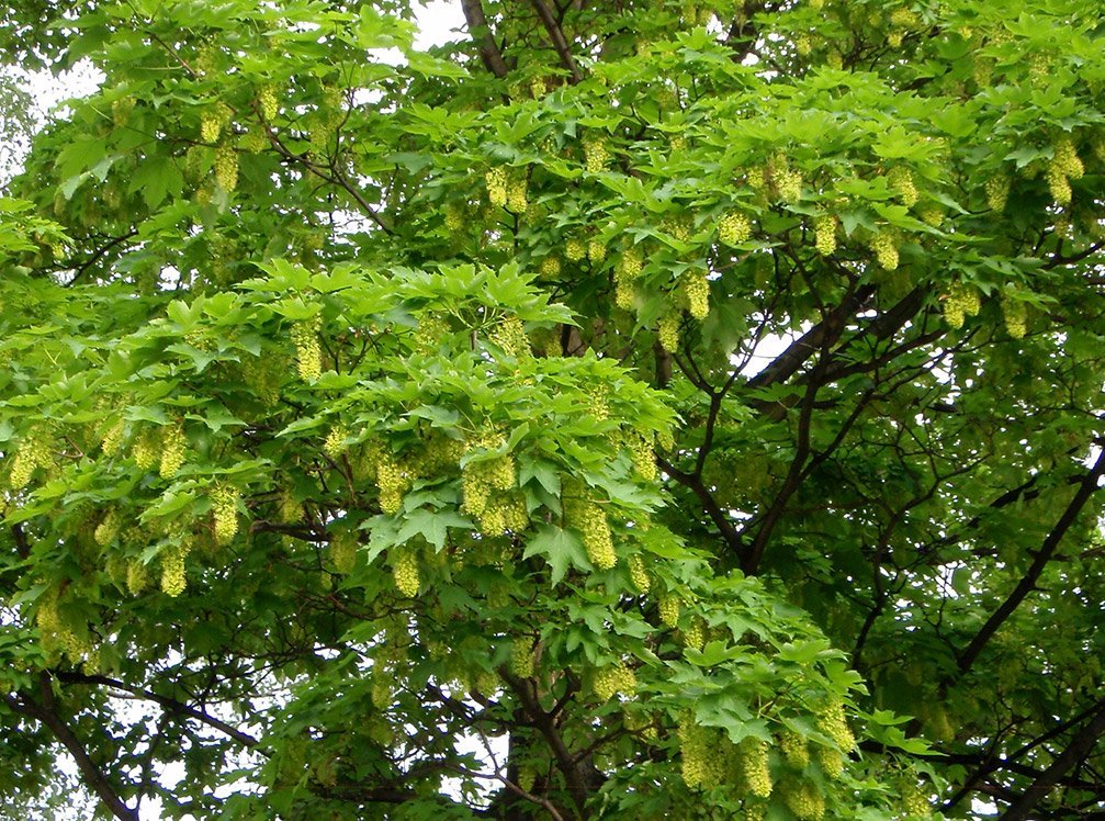 Javor horský - klen, Acer pseudoplatanus. Kvetoucí strom