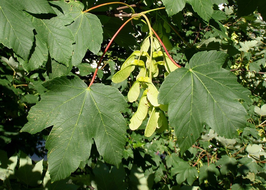 Javor horský - klen Acer pseudoplatanus. Mladé listy a plody