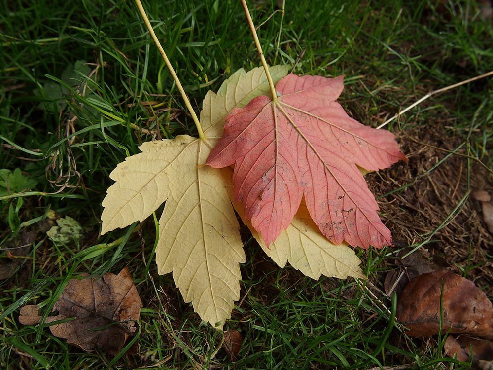 Javor horský - klen, Acer pseudoplatanus. Spodní strana listu na podzim