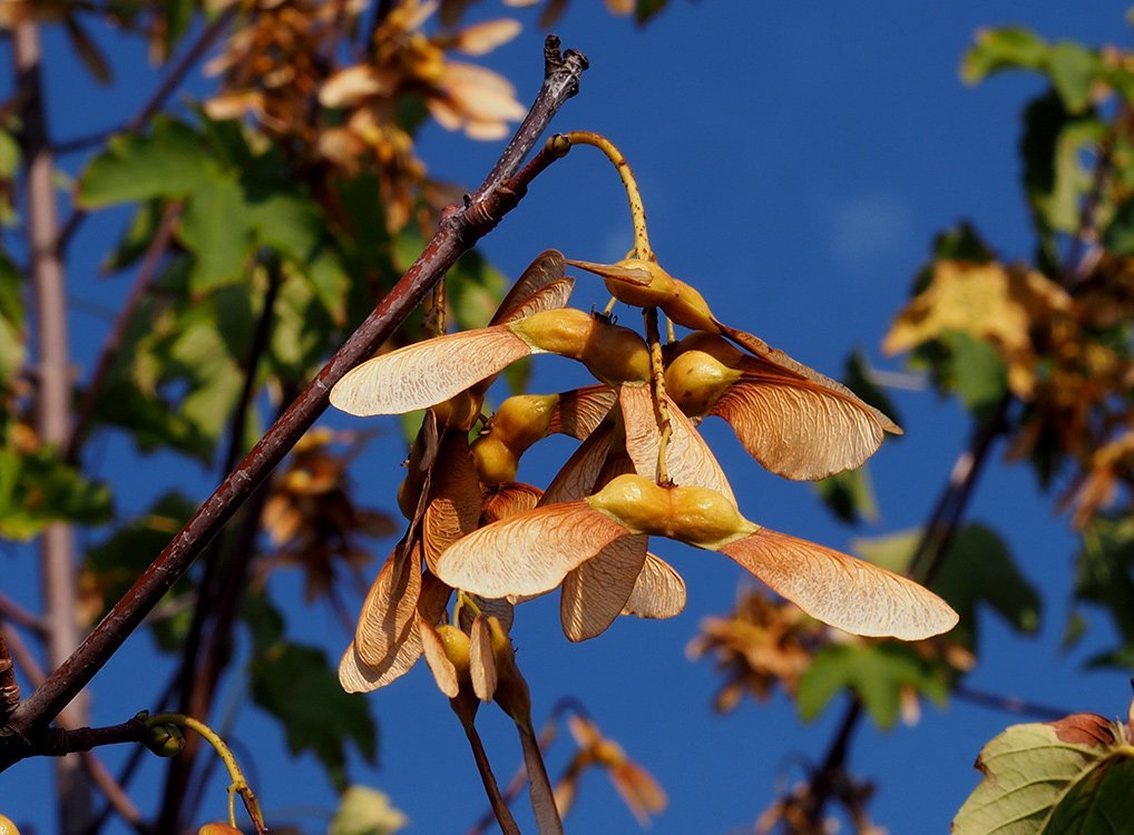 Javor horský - klen, Acer pseudoplatanus. Plody