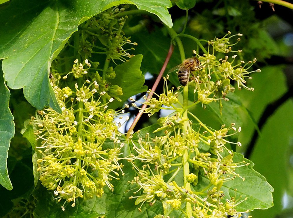 Javor horský - klen, Acer pseudoplatanus. Květy