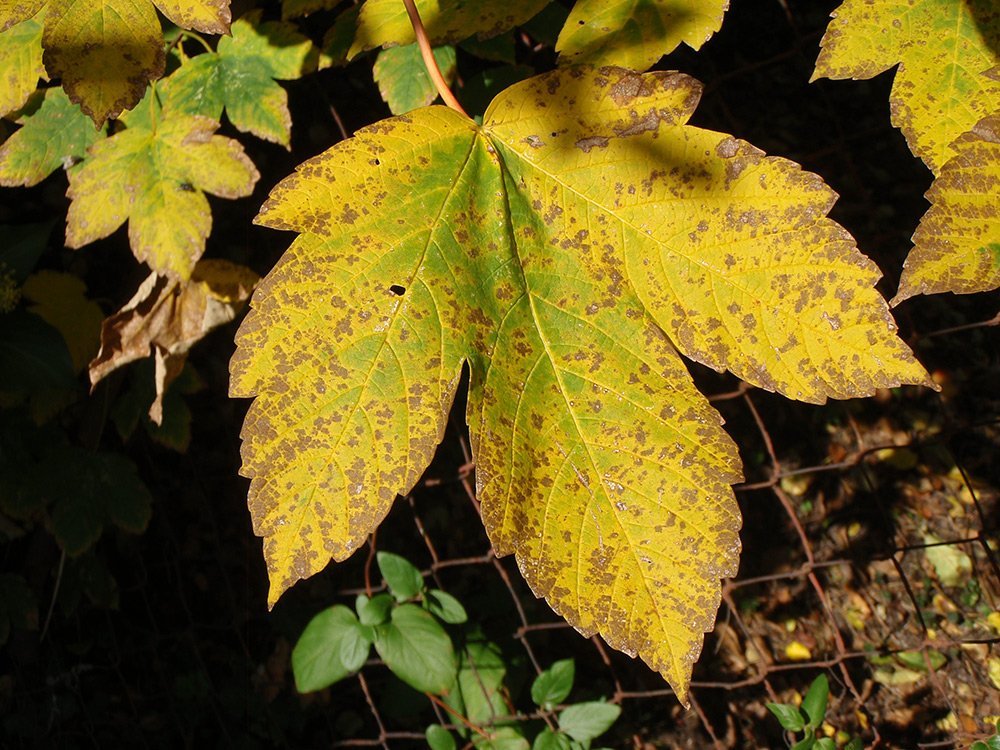 Javor horský - klen, Acer pseudoplatanus. Podzimní list