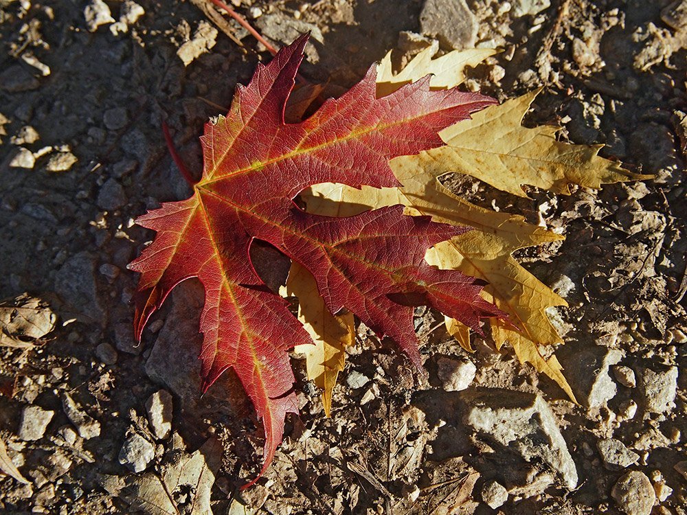 Javor stříbrný, Acer saccharinum. Listy na podzim