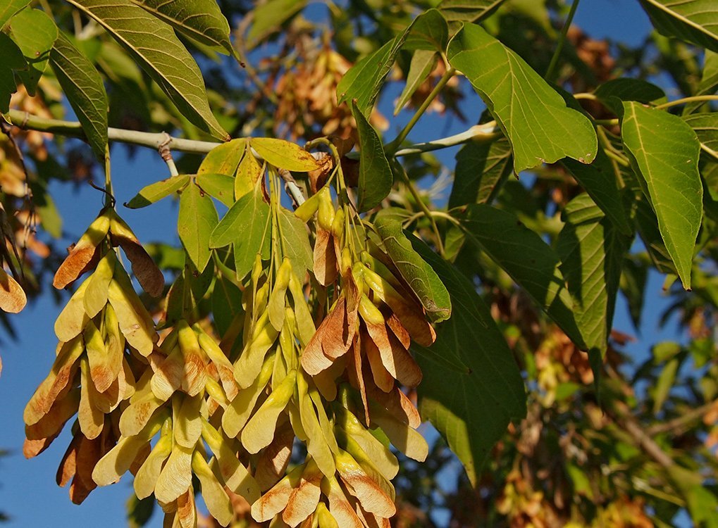 Javor jasanolistý (javorovec jasanolistý), Acer negundo ( Negundo aceroides)