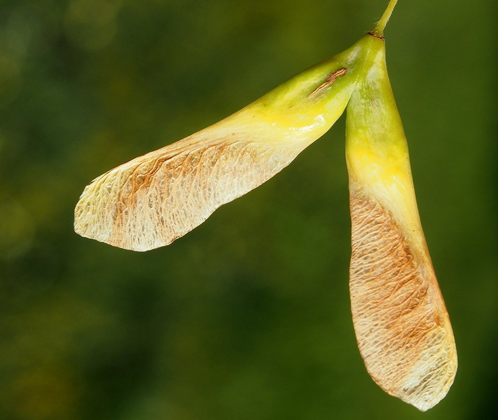 Javor jasanolistý (javorovec jasanolistý), Acer negundo ( Negundo aceroides). Plod