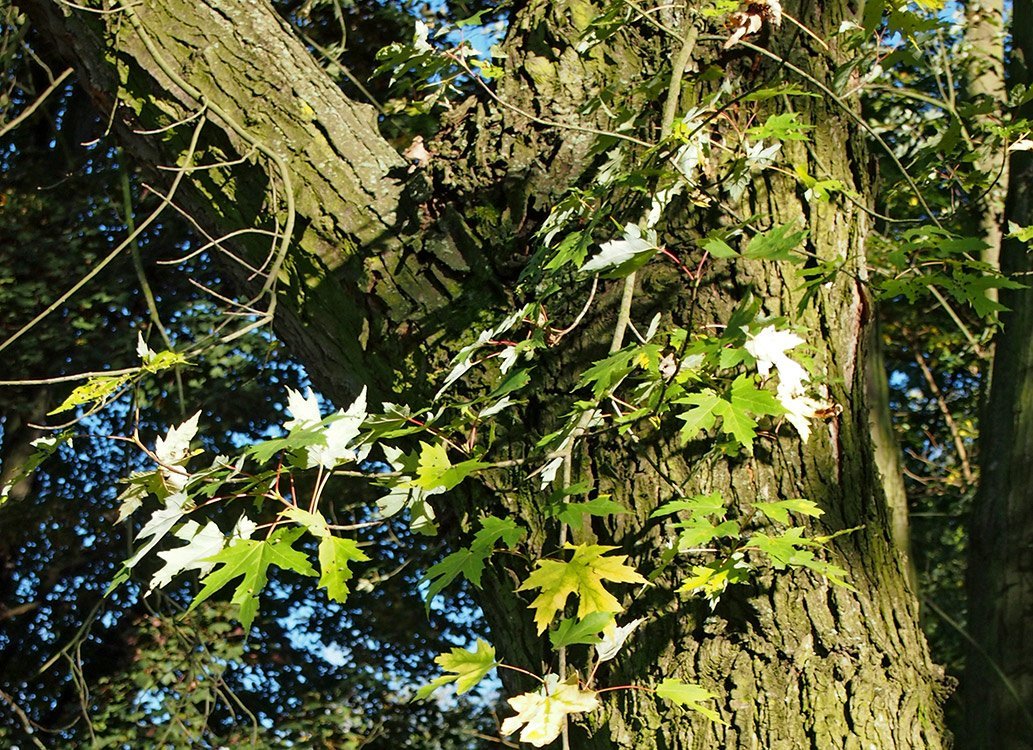 Javor stříbrný, Acer saccharinum.