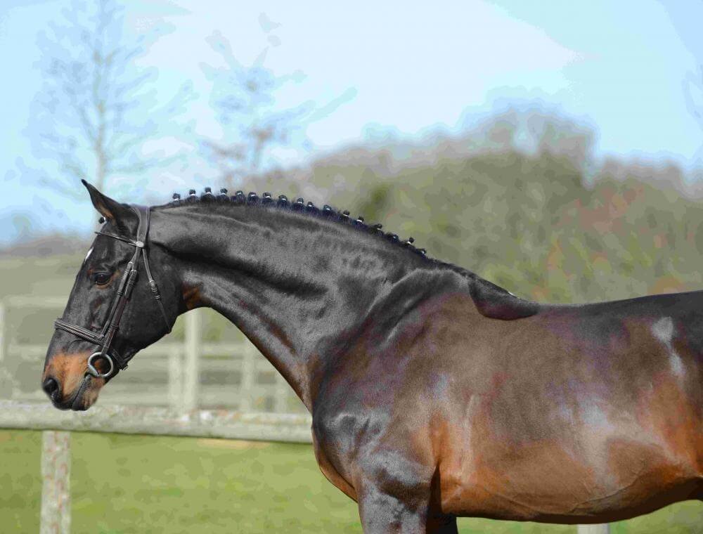 Kannan (Voltaire x Nimmerdor)