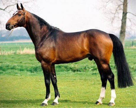 Toulon (Heartbreaker x Jokinal de Bornival)